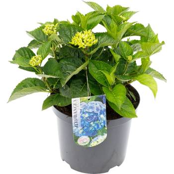 Хортензия Macrophylla Blue
