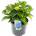 Хортензия Macrophylla Blue