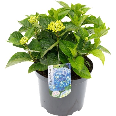 Хортензия Macrophylla Blue