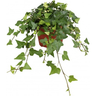Břečťan popínavý pokojový, Hedera helix, zelený, průměr květináče 13 cm – Hledejceny.cz