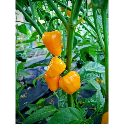 Semena Golden Nugget – Hledejceny.cz