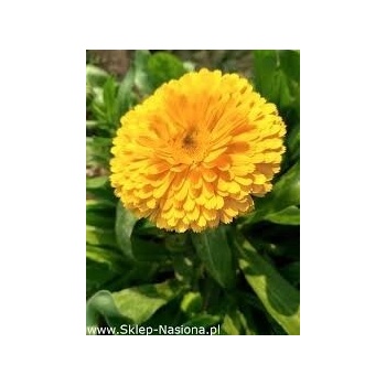 Semená zmesi rastlín Polan 3 g