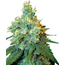 Sensi Seeds Jack Herer semena neobsahují THC 3 ks