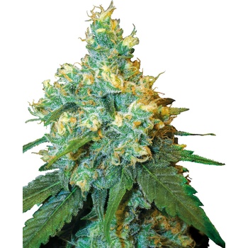 Sensi Seeds Jack Herer semena neobsahují THC 3 ks