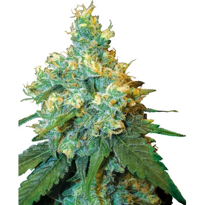 Sensi Seeds Jack Herer semena neobsahují THC 10 ks