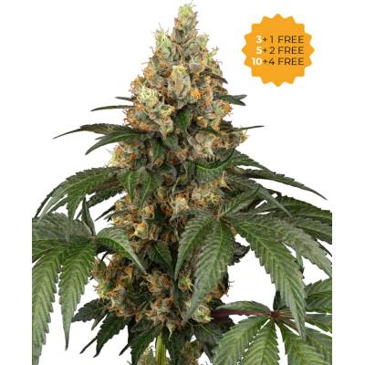 Sensi Seeds Chocolate Rainbow XXL semena neobsahují THC 5 ks
