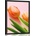 Plagát tulipán