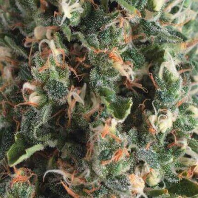 Pyramid Seeds Auto Super OG Kush semienka neobsahujú THC 50 ks