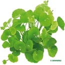 Hydrocotyle leucocephala