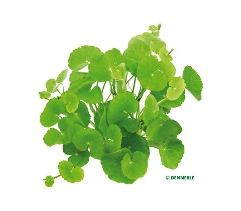 Hydrocotyle leucocephala