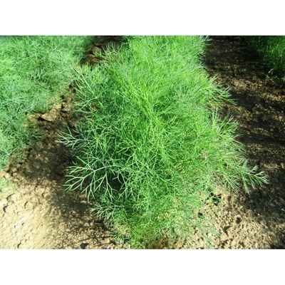 Planta Naturalis Semínka k výsevu - kopr vonný (Anethum graveolens)