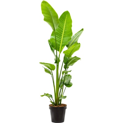 Strelitzia nicolai 30x190 cm