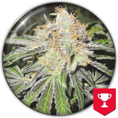 Medical Seeds Co. Deep Neville regular semena neobsahují THC 20 ks