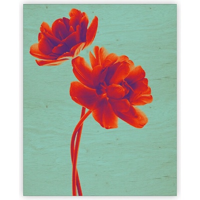 Obraz dřevěný: Tulip, 240x300