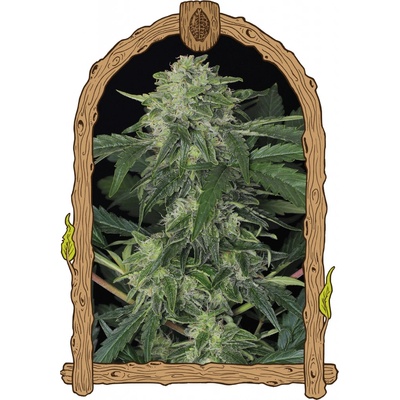 Exotic Seeds Jungle Fever AUTO semena neobsahují THC 5 ks