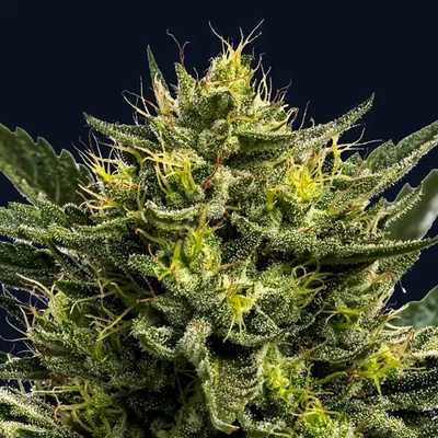 Anesia Seeds Wham Boom Auto semienka neobsahujú THC 10 ks
