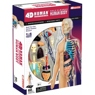 4D Master 1/2 těla 33 cm Anatomie člověka – Zboží Dáma