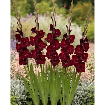 Gladiola 'At Night' 5 ks Velikost cibulí: 14+