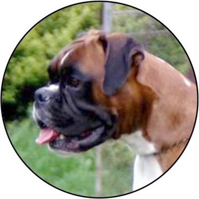 VIZINGR Boxer MINI logo L1č.128