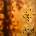 Prince - The Gold Experience (Reissue) (2 LP) (0194399359617)