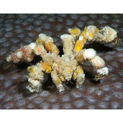 Composcia retusa