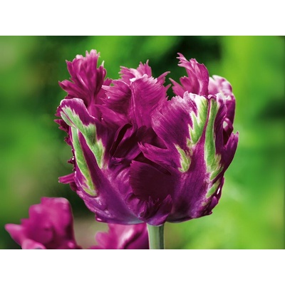 Tulipán Parrot Negrita 7 ks v balení