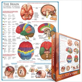 Image 1 of EUROGRAPHICS - Puzzle Brain - 1 000 piese