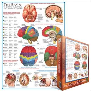 EUROGRAPHICS - Puzzle Brain - 1 000 piese