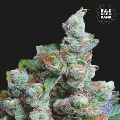 Bulk Seed Bank NBA Diesel semienka neobsahujú THC 100 ks