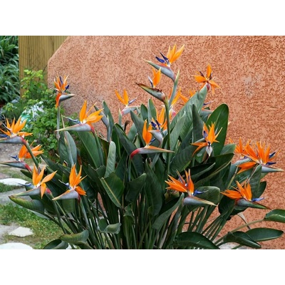 Strelícia kráľovská, výška 30 cm, kvetináč 12 cm