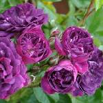  Катерлива Роза Bleu Magenta®