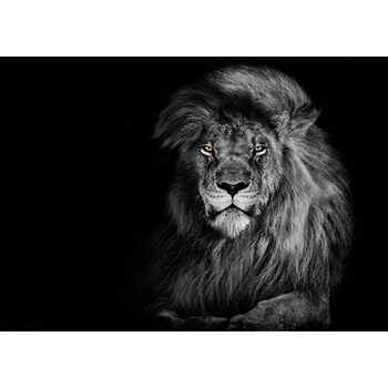 Pohlednice 3D Lion