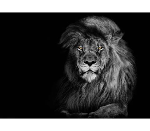 Pohlednice 3D Lion