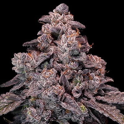 Mangosteen Glitch Auto Anesia Seeds semena neobsahují THC 3 ks