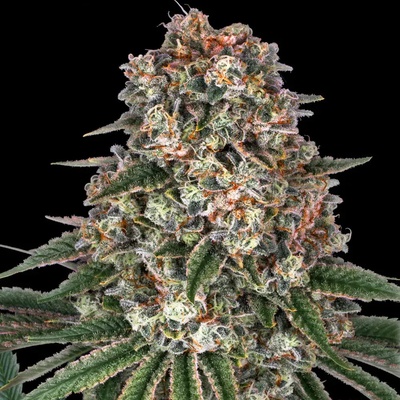 Barney's Farm Tropicanna Banana semena neobsahují THC 3 ks