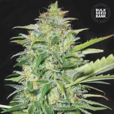 Bulk Seed Bank Auto Lime Skunk semienka neobsahujú THC 100 ks