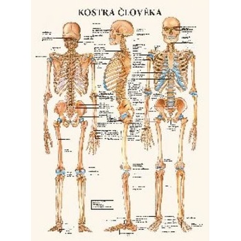 Mapa - Kostra člověka