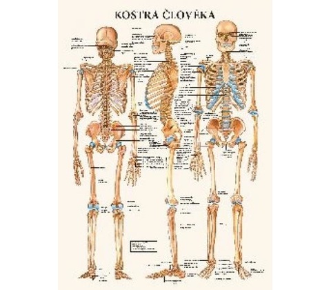 Mapa - Kostra člověka