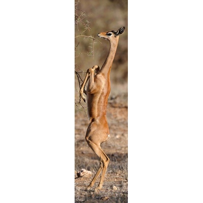 Záložka 3D Gerenuk