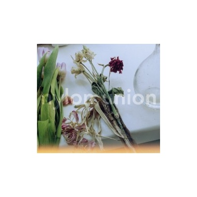 Nylon Union