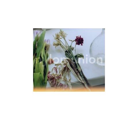 Nylon Union
