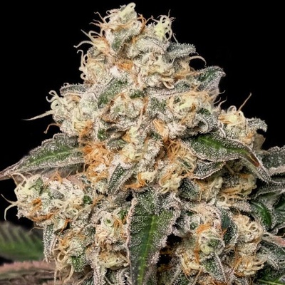 Advanced Seeds Forbidden Fruit Cake semienka neobsahujú THC 1 ks