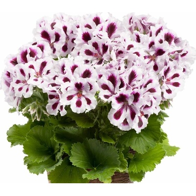 Muškát veľkokvetý Aristo Purple Stripes