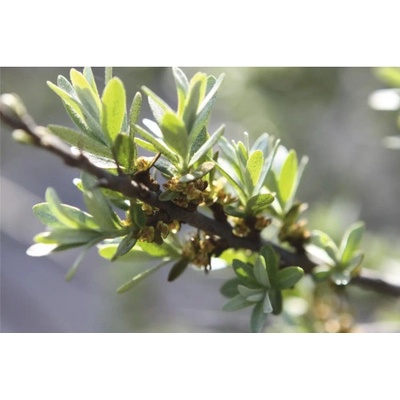 Rakytník řešetlákový BIO samčí FloraSelf Bio Hippophae rhamnoides 'Tarmo' květináč 3 l bezplodá odrůda