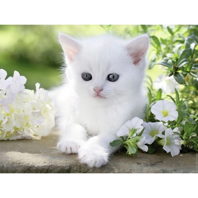 Ravensburger White Kitten 1500 dielov