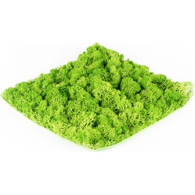Stabilizovaný mech Hawaj Moss | Stěna 30 x 30 cm 8287