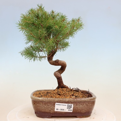 e-bonsai Venkovní bonsai- Smrk sivý - Picea glauca globe – Hledejceny.cz