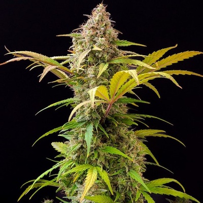 Doctor's Choice Lowryder AUTO semena neobsahují THC 3 ks