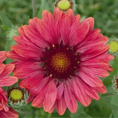 Kokarda Arizona Red Shades - Gaillardia aristata - semená kokardy - 10 ks