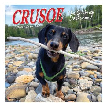 Willow Creek Press Calendars Crusoe the Celebrity Dachshund 2026 7 X 7 Mini Wall Calendar